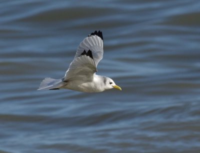 Kittiwake