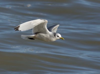 Kittiwake