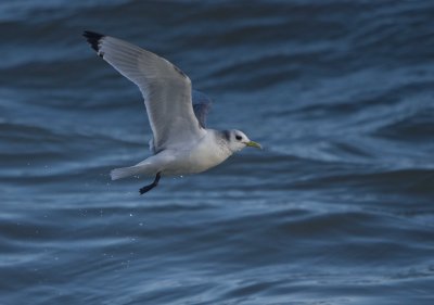 Kittiwake