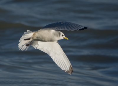 Kittiwake