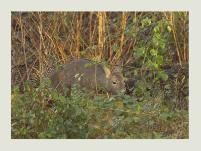 Roe deer