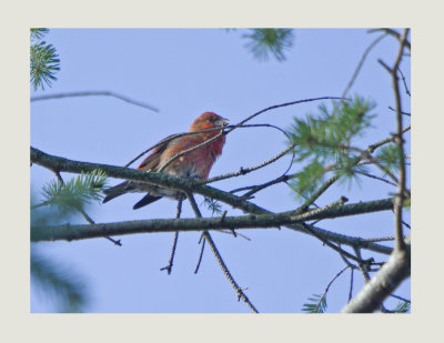 Crossbill