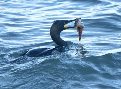 Shag - Phalacrocorax aristotelis