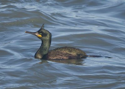 Shag - Phalacrocorax aristotelis