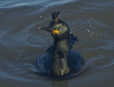 Shag - Phalacrocorax aristotelis