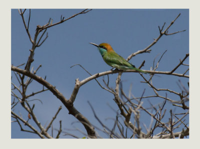 Green Bee-eater (Merops orientalis) 