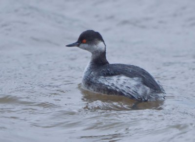 Black-necked Grebe (Podiceps nigricollis) 