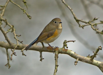 Red-flanked Bluetail