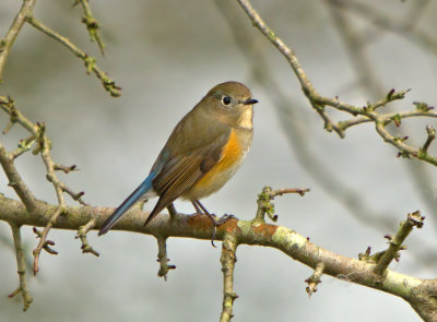 Red-flanked Bluetail