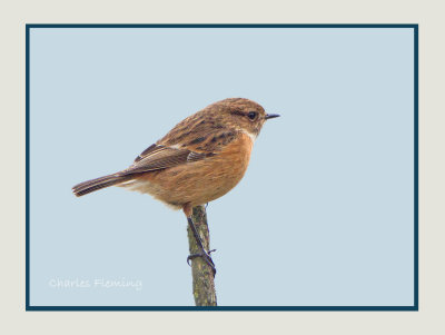 Stonechat