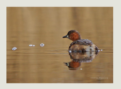 Little Grebe - Tachybaptus ruficollis