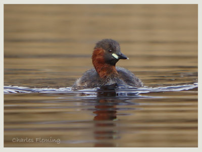 Little Grebe - Tachybaptus ruficollis