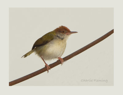 Tailorbird