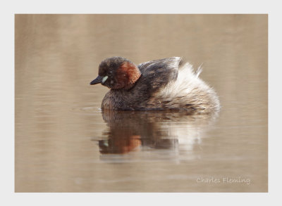 Little Grebe