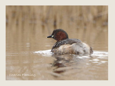 Little Grebe