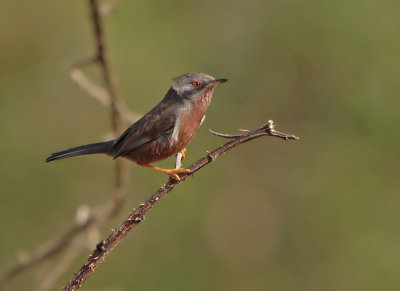Dartford Warbler