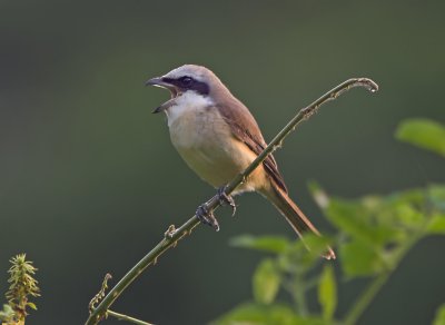 Brown Shrike (lanius cristatus)