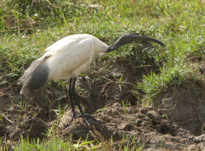 Oriental White Ibis (Threskiornis melanocephalus) 