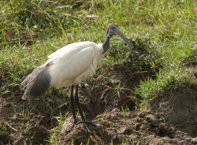 Oriental White Ibis (Threskiornis melanocephalus) 