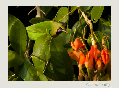 erdon's Leafbird (Chloropsis jerdoni)