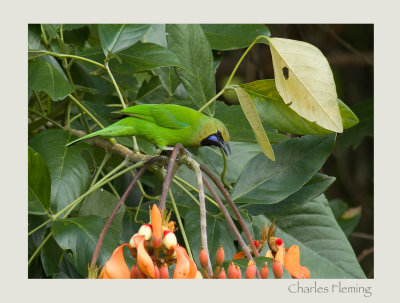 erdon's Leafbird (Chloropsis jerdoni)IMGP9289.jpg