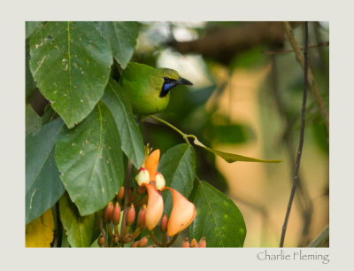 erdon's Leafbird (Chloropsis jerdoni)