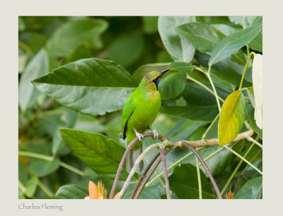 erdon's Leafbird (Chloropsis jerdoni)