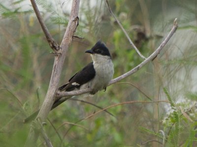 Jacobin Cuckoo, Pied Cuckoo, or Pied Crested Cuckoo (Clamator jacobinus)