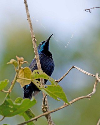 Purple Sunbird