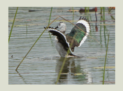 Cotton Pygmy Goose or Cotton Teal (Nettapus coromandelianus)