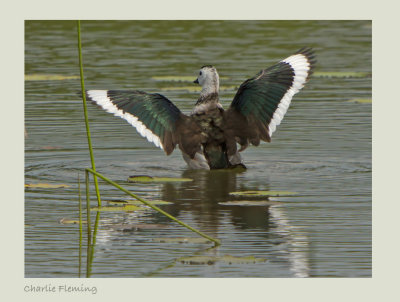 Cotton Pygmy Goose or Cotton Teal (Nettapus coromandelianus)