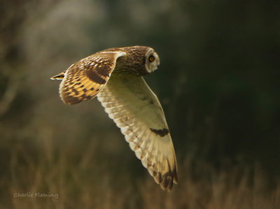 Short-eared Owl (Asio flammeus) 