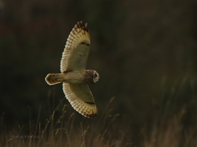 Short-eared Owl (Asio flammeus) 