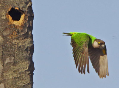  Senegal Parrot - Poicephalus senegalus
