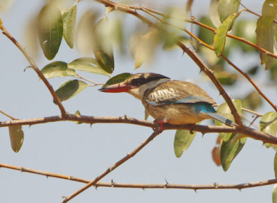 Striped Kingfisher  - Halcyon chelicuti