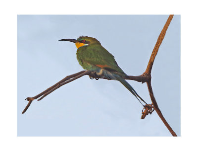 Swallow-tailed Bee-eater