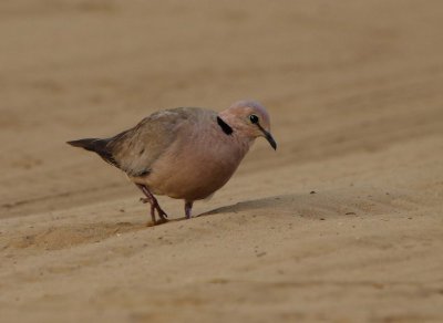 Vinacious Dove
