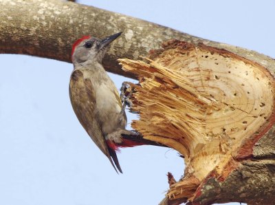Grey Woodpecker - Dendropicos goertae