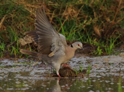 African Mourning dove - Streptopelia decipiens 
