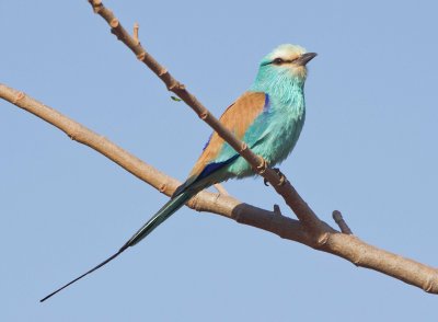 Abyssinian roller - Coracias abyssinicus