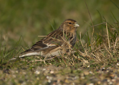 Twite