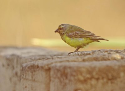 Green Singing Finch