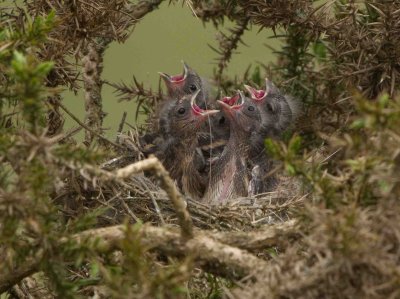 Lesser Redpoll