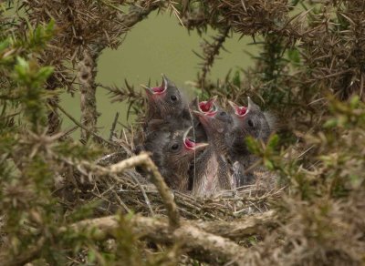 Lesser Redpoll
