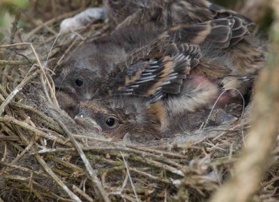 Lesser Redpoll