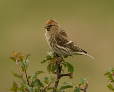 Lesser Redpoll