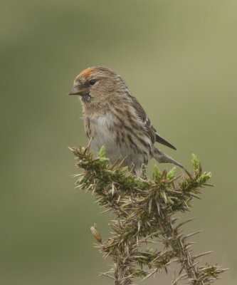 Lesser Redpoll