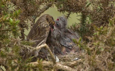 Lesser Redpoll