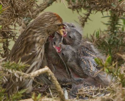Lesser Redpoll