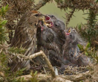 Lesser Redpoll